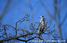 Grey Heron (Ardea cinerea) - Heron cendre - 20244 Grey Heron (Ardea cinerea) - Heron cendre - 20244