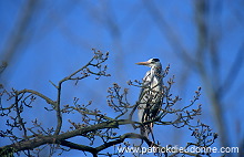 Grey Heron (Ardea cinerea) - Heron cendre - 20244