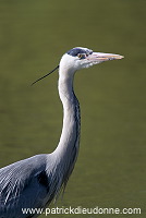 Grey Heron (Ardea cinerea) - Heron cendre - 20246