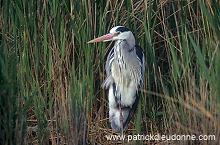 Grey Heron (Ardea cinerea) - Heron cendre - 20251 Grey Heron (Ardea cinerea) - Heron cendre - 20251