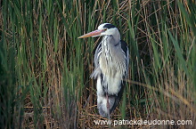 Grey Heron (Ardea cinerea) - Heron cendre - 20251