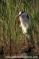 Grey Heron (Ardea cinerea) - Heron cendre - 20252