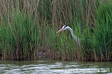 Grey Heron (Ardea cinerea) - Heron cendre - 20254