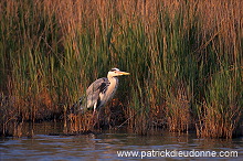 Grey Heron (Ardea cinerea) - Heron cendre - 20255