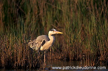 Grey Heron (Ardea cinerea) - Heron cendre - 20256