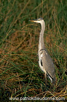 Grey Heron (Ardea cinerea) - Heron cendre - 20259