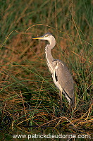 Grey Heron (Ardea cinerea) - Heron cendre - 20260