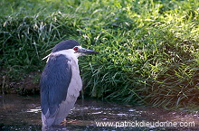 Night Heron (Nycticorax nycticorax) - Heron bihoreau - 20261