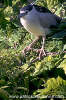 Night Heron (Nycticorax nycticorax) - Heron bihoreau - 20262