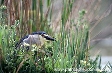 Night Heron (Nycticorax nycticorax) - Heron bihoreau - 20264