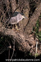 Night Heron (Nycticorax nycticorax) - Heron bihoreau - 20265 Night Heron (Nycticorax nycticorax) - Heron bihoreau - 20265