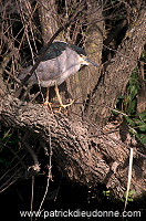 Night Heron (Nycticorax nycticorax) - Heron bihoreau - 20265