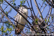 Night Heron (Nycticorax nycticorax) - Heron bihoreau - 20267