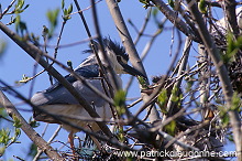 Night Heron (Nycticorax nycticorax) - Heron bihoreau - 20268