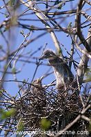 Night Heron (Nycticorax nycticorax) - Heron bihoreau - 20269