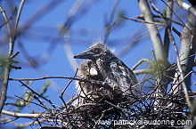 Night Heron (Nycticorax nycticorax) - Heron bihoreau - 20270