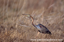Purple Heron (Ardea purpurea) - Heron pourpre - 20273 Purple Heron (Ardea purpurea) - Heron pourpre - 20273