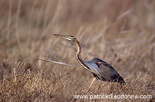 Purple Heron (Ardea purpurea) - Heron pourpre -  20273