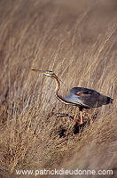 Purple Heron (Ardea purpurea) - Heron pourpre -  20274