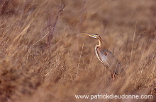 Purple Heron (Ardea purpurea) - Heron pourpre -  20275