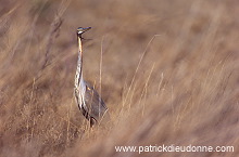 Purple Heron (Ardea purpurea) - Heron pourpre -  20276