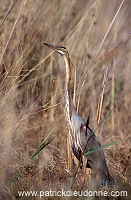 Purple Heron (Ardea purpurea) - Heron pourpre -  20278