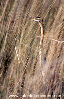 Purple Heron (Ardea purpurea) - Heron pourpre -  20279