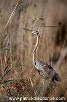 Purple Heron (Ardea purpurea) - Heron pourpre -  20282