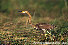 Purple Heron (Ardea purpurea) - Heron pourpre - 20285 Purple Heron (Ardea purpurea) - Heron pourpre - 20285