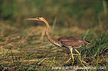 Purple Heron (Ardea purpurea) - Heron pourpre -  20285