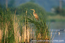 Purple Heron (Ardea purpurea) - Heron pourpre -  20286