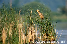 Purple Heron (Ardea purpurea) - Heron pourpre -  20287