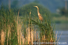 Purple Heron (Ardea purpurea) - Heron pourpre -  20288