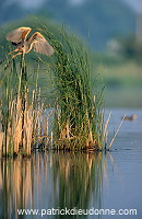 Purple Heron (Ardea purpurea) - Heron pourpre -  20289