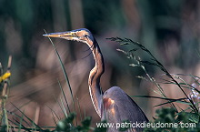 Purple Heron (Ardea purpurea) - Heron pourpre -  20290