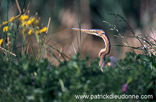 Purple Heron (Ardea purpurea) - Heron pourpre - 20291 Purple Heron (Ardea purpurea) - Heron pourpre - 20291