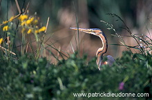 Purple Heron (Ardea purpurea) - Heron pourpre -  20291