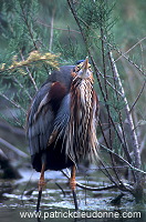 Purple Heron (Ardea purpurea) - Heron pourpre - 20292 Purple Heron (Ardea purpurea) - Heron pourpre - 20292