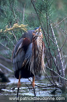 Purple Heron (Ardea purpurea) - Heron pourpre -  20292