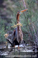 Purple Heron (Ardea purpurea) - Heron pourpre -  20295