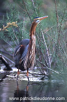 Purple Heron (Ardea purpurea) - Heron pourpre -  20296