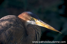 Purple Heron (Ardea purpurea) - Heron pourpre -  20299