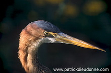 Purple Heron (Ardea purpurea) - Heron pourpre -  20300