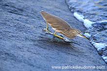 Squacco Heron  (Ardeola ralloides) - Heron crabier  11073