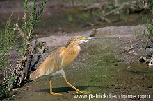 Squacco Heron (Ardeola ralloides) - Heron crabier - 20302