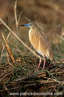 Squacco Heron (Ardeola ralloides) - Heron crabier - 20303