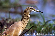 Squacco Heron (Ardeola ralloides) - Heron crabier - 20305