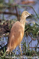 Squacco Heron (Ardeola ralloides) - Heron crabier - 20306