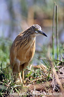 Squacco Heron (Ardeola ralloides) - Heron crabier - 20307 Squacco Heron (Ardeola ralloides) - Heron crabier - 20307
