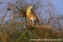 Squacco Heron (Ardeola ralloides) - Heron crabier - 20309